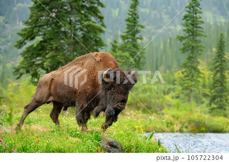 Big bison in the National Park on the shore of a lake Big bison in the National Park on the shore of a lake 105722304