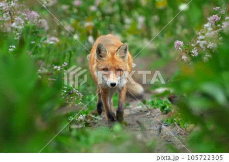 Red fox, vulpes vulpes in forest. Wild predators in natural environment. Wildlife scene from nature 105722305