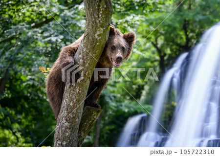 Wild Brown Bear (Ursus Arctos) in the forest on waterfall background. Animal in natural habitat 105722310