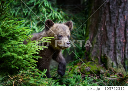 Brown bear cub in the forest with pine branch. Wild animal in the nature habitat 105722312