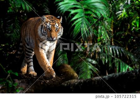 Close adult tiger portrait in jungle 105722315