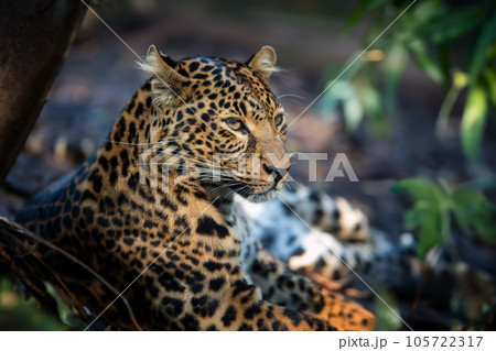 Close young leopard portrait in jungle 105722317