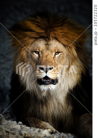Close up big male lion portrait Close up big male lion portrait 105722320