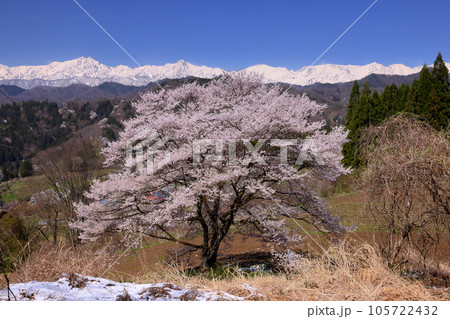 長野県上水内郡小川村瀬戸川　小川アルプスライン沿いの一本桜と冠雪した北アルプス山脈の景色 105722432