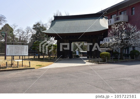 水戸市　水戸城跡の薬医門と満開の梅の花 105722581