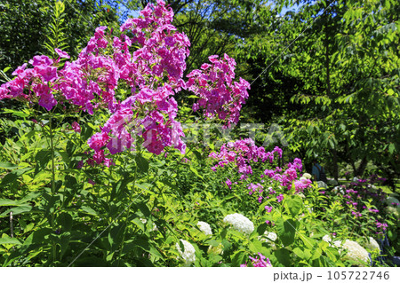 夏の花々満開の蓼科高原　バラクラ イングリッシュ ガーデン 105722746