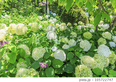 夏の花々満開の蓼科高原　バラクラ イングリッシュ ガーデン 105722747