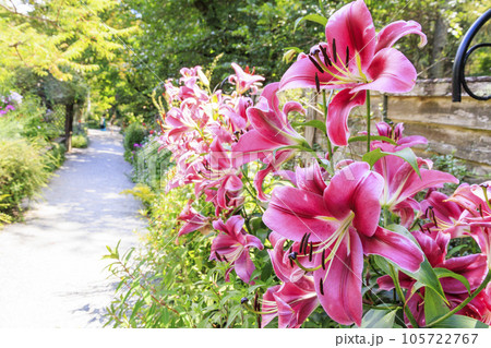 夏の花々満開の蓼科高原　バラクラ イングリッシュ ガーデン 105722767