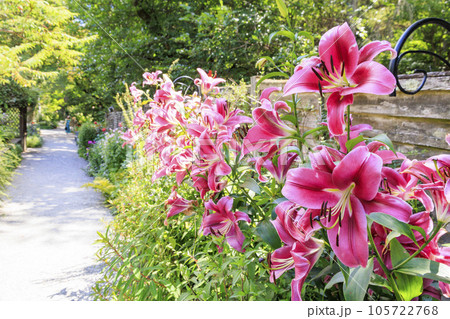 夏の花々満開の蓼科高原　バラクラ イングリッシュ ガーデン 105722768