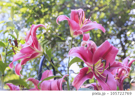 夏の花々満開の蓼科高原　バラクラ イングリッシュ ガーデン 105722769