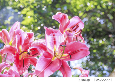 夏の花々満開の蓼科高原　バラクラ イングリッシュ ガーデン 105722771