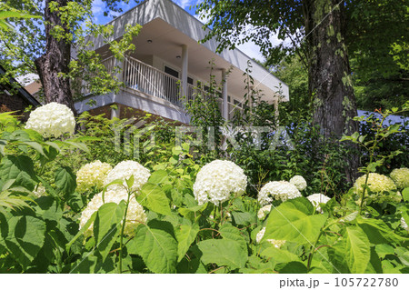 夏の花々満開の蓼科高原　バラクラ イングリッシュ ガーデン 105722780