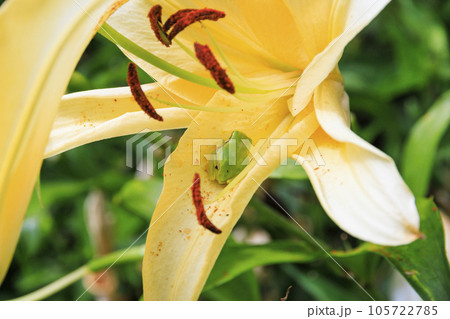 夏の花々満開の蓼科高原 バラクラ イングリッシュ ガーデン 夏の花々満開の蓼科高原 バラクラ イングリッシュ ガーデン 105722785