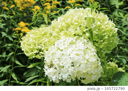 夏の花々満開の蓼科高原 バラクラ イングリッシュ ガーデン 夏の花々満開の蓼科高原 バラクラ イングリッシュ ガーデン 105722790