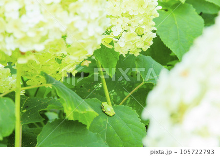 夏の花々満開の蓼科高原 バラクラ イングリッシュ ガーデン 夏の花々満開の蓼科高原 バラクラ イングリッシュ ガーデン 105722793
