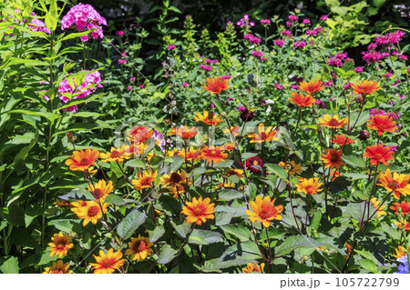 夏の花々満開の蓼科高原　バラクラ イングリッシュ ガーデン 105722799