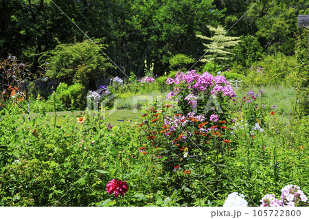 夏の花々満開の蓼科高原　バラクラ イングリッシュ ガーデン 105722800