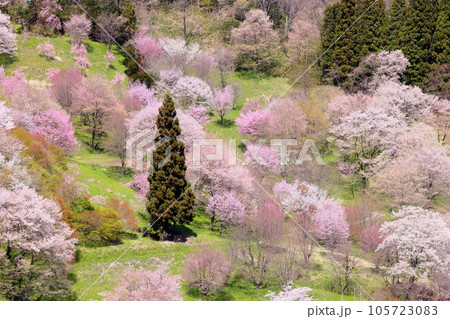 長野県上水内郡小川村高府　オオヤマザクラ、ヤマザクラ、エドヒガンなどが咲き乱れる二反田の桜の遠景 105723083