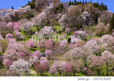 長野県上水内郡小川村高府　オオヤマザクラ、ヤマザクラ、エドヒガンなどが咲き乱れる二反田の桜の遠景 105723095