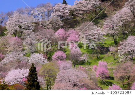 長野県上水内郡小川村高府　オオヤマザクラ、ヤマザクラ、エドヒガンなどが咲き乱れる二反田の桜の遠景 105723097