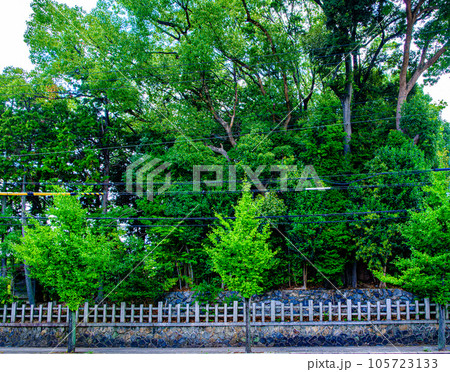京都、東大路通の新熊野神社 京都、東大路通の新熊野神社 105723133