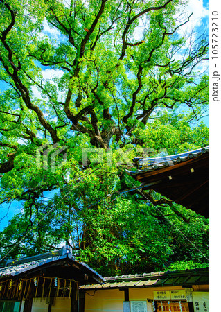 京都、新熊野神社の大楠 京都、新熊野神社の大楠 105723210
