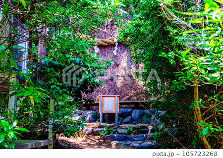 京都、新熊野神社の大楠 105723268