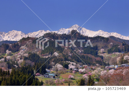 長野県上水内郡小川村高府 高台から眺める小川村の山桜と冠雪した北アルプス山脈の景色 長野県上水内郡小川村高府 高台から眺める小川村の山桜と冠雪した北アルプス山脈の景色 105723469