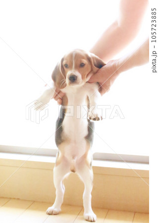 子犬のビーグル犬の立ち姿 105723885