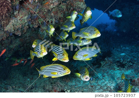 クリーニングステイション 105723937