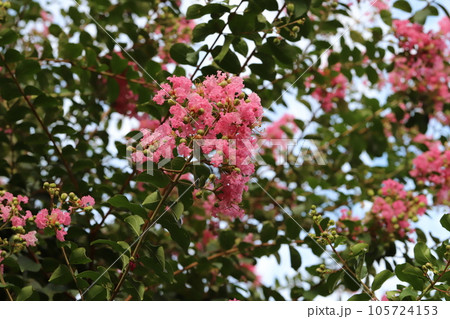 夏の庭に咲くピンク色のサルスベリの花 夏の庭に咲くピンク色のサルスベリの花 105724153