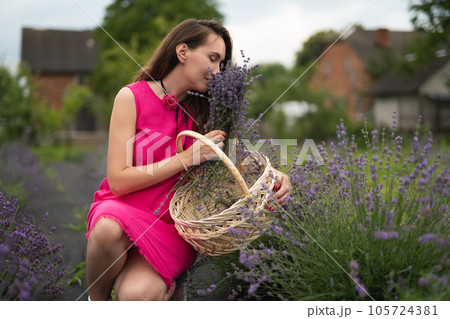 a beautiful girl in a pink dress collects lavender flowers in a basket in the garden a beautiful girl in a pink dress collects lavender flowers in a basket in the garden 105724381