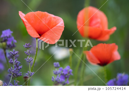 close-up of red poppies flowers on the field 105724414