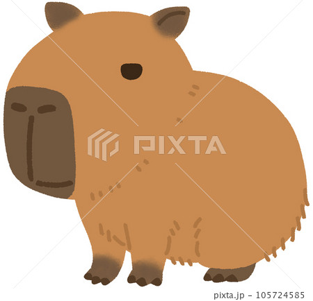 カピバラ 105724585