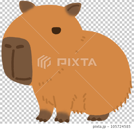 カピバラ 105724585