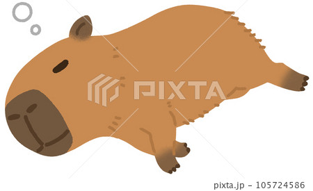寝ているカピバラ 105724586