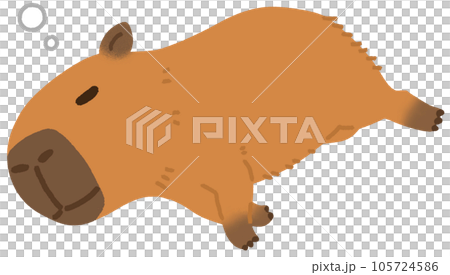 寝ているカピバラ 105724586