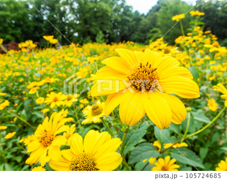 対角魚眼レンズで撮った初夏の美しい花　黄色いキクイモモドキの花畑 105724685