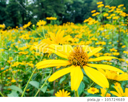 対角魚眼レンズで撮った初夏の美しい花 黄色いキクイモモドキの花畑 対角魚眼レンズで撮った初夏の美しい花 黄色いキクイモモドキの花畑 105724689