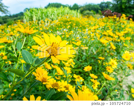 対角魚眼レンズで撮った初夏の美しい花　黄色いキクイモモドキの花畑 105724710