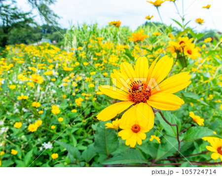 対角魚眼レンズで撮った初夏の美しい花 黄色いキクイモモドキの花畑 対角魚眼レンズで撮った初夏の美しい花 黄色いキクイモモドキの花畑 105724714