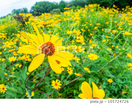 対角魚眼レンズで撮った初夏の美しい花 黄色いキクイモモドキの花畑 対角魚眼レンズで撮った初夏の美しい花 黄色いキクイモモドキの花畑 105724726