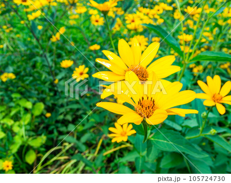 対角魚眼レンズで撮った初夏の美しい花　黄色いキクイモモドキの花畑 105724730