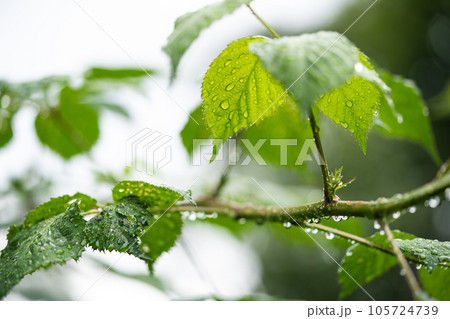 beautiful droplets after rain on a green leaf 105724739