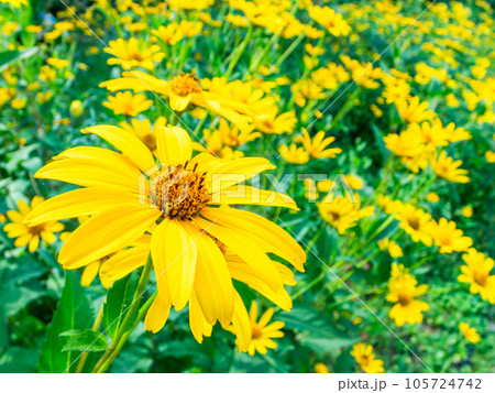 対角魚眼レンズで撮った初夏の美しい花 黄色いキクイモモドキの花畑 対角魚眼レンズで撮った初夏の美しい花 黄色いキクイモモドキの花畑 105724742