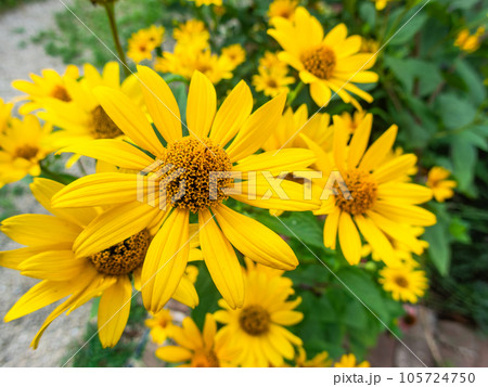 対角魚眼レンズで撮った初夏の美しい花　黄色いキクイモモドキの花畑 105724750