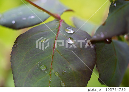 beautiful droplets after rain on a green leaf 105724786