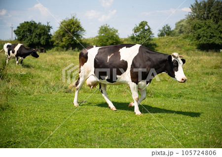 a beautiful black and white cow is grazing on a pasture 105724806