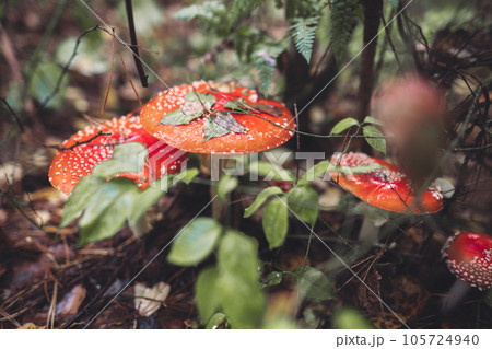 a beautiful red spotted amanita mushroom grows in the autumn forest. a beautiful red spotted amanita mushroom grows in the autumn forest. 105724940