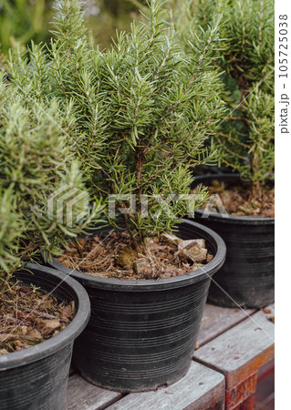Miniature Rosemary Nursery, Tiny Rosemary 105725038